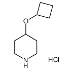 4-Cyclobutoxypiperidine-Hcl Structure