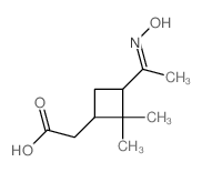 2-[3-(N-hydroxy-C-methyl-carbonimidoyl)-2,2-dimethyl-cyclobutyl]acetic acid structure