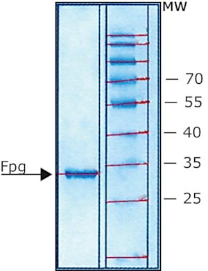 Fpg Protein from Escherichia coli图片