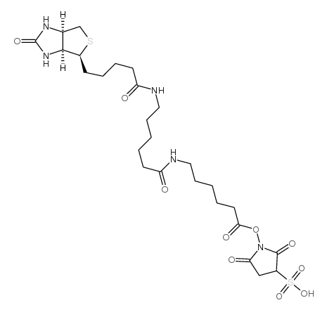 sulfosuccinimidyl n-[n'-(d-biotinyl)-6-aminohexanoyl]-6'-aminohexanoate Structure