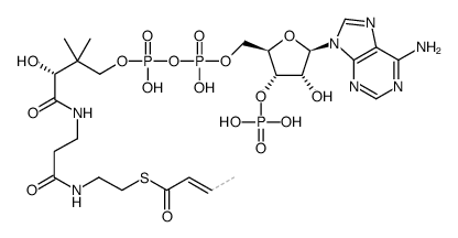 Crotonyl-CoA picture