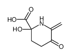 2-hydroxy-6-methylidene-5-oxopiperidine-2-carboxylic acid结构式