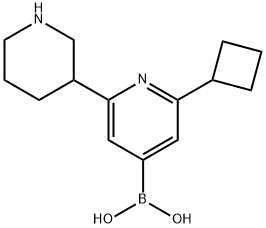 2-Cyclobutyl-6-(piperidin-3-yl)pyridine-4-boronic acid Structure