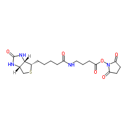 2,5-Dioxopyrrolidin-1-yl 4-(5-((3aS,4S,6aR)-2-oxohexahydro-1H-thieno[3,4-d]imidazol-4-yl)pentanamido)butanoate结构式