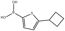 5-(Cyclobutyl)thiophene-2-boronic acid结构式
