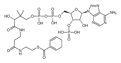 cyclohexa-1,5-diene-1-carbonyl-CoA结构式