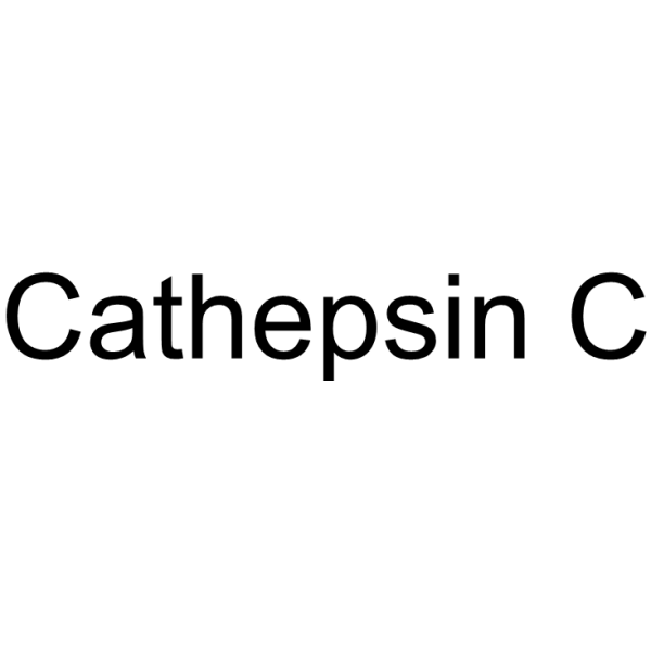 Cathepsin C, from bovine spleen Structure