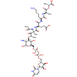 Udp-N-acetylmuramyl-ala-glu-lys-ala-lactate picture