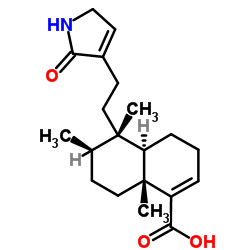 Echinophyllin C picture