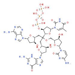 deoxy-(adenylyl-guanylyl-cytidylyl-thymidine)结构式