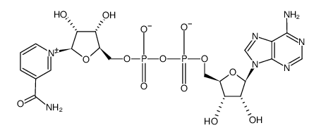 nad+ Structure