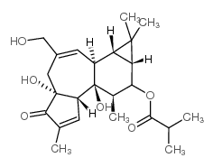 12-deoxyphorbol 13-isobutyrate structure