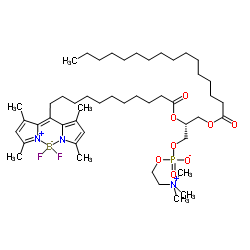 1-棕榈酰基-2-(二吡咯亚甲基二硼)十一烷酰基-sn-甘油-3-磷酸胆碱图片