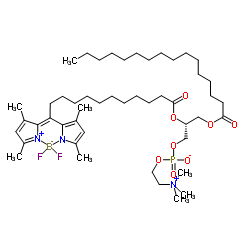 [(7R)-7-{[12-(3,5-Dimethyl-1H-pyrrol-2-yl-κN)-12-(3,5-dimethyl-2H-pyrrol-2-ylidene-κN)dodecanoyl]oxy}-4-hydroxy-N,N,N-trimethyl-10-oxo-3,5,9-trioxa-4-phosphapentacosan-1-aminiumato(2-) 4-oxide](difluoro)boron structure