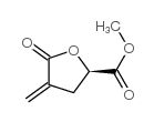 2-Furancarboxylicacid,tetrahydro-2-methyl-4-methylene-5-oxo-,(2R)-(9CI) structure