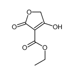 ethyl 3-hydroxy-5-oxo-2H-furan-4-carboxylate结构式