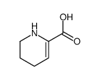 1,2,3,4-tetrahydropyridine-6-carboxylic acid Structure