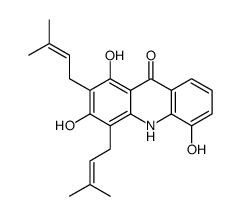 Atalaphylline picture