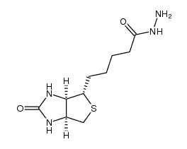 biotin hydrazide Structure
