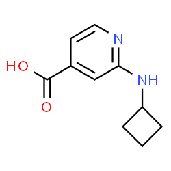 2-(Cyclobutylamino)isonicotinicacid structure