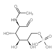 [(2R,3S,4R,5R)-5-acetamido-2,3,4-trihydroxy-6-oxo-hexoxy]phosphonic acid Structure
