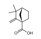(+)-(1R)-3,3-dimethyl-2-methylene-1-norbornanecarboxylic acid Structure