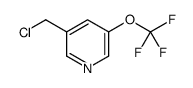 3-(chloromethyl)-5-(trifluoromethoxy)pyridine Structure