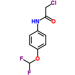 2-CHLORO-N-(4-DIFLUOROMETHOXY-PHENYL)-ACETAMIDE picture