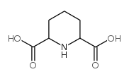 哌啶-2,6-二甲酸图片