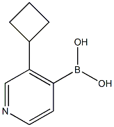3-(Cyclobutyl)pyridine-4-boronic acid结构式
