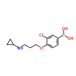 (3-chloro-4-(3-(cyclopropylamino)propoxy)phenyl)boronic acid Structure