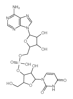 Uridylyl-(3.fwdarw.5)-adenosine Structure