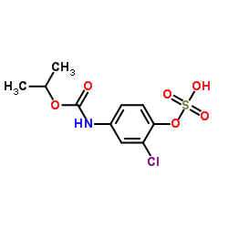 4-Hydroxychlorpropham Sulfate structure