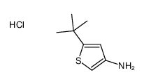 3-Amino-5-tert-butylthiophene hydrochloride结构式