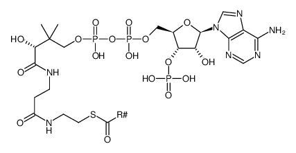 Acyl-CoA Structure