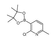 2-Chloro-6-methylpyridine-3-boronic acid pinacol ester structure