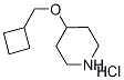 4-(Cyclobutylmethoxy)piperidine hydrochloride结构式