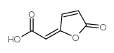 2-(5-oxo-2-furylidene)acetic acid Structure