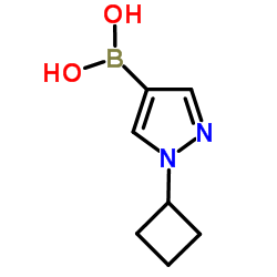 (1-Cyclobutylpyrazol-4-yl)boronic acid结构式