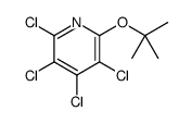 2,3,4,5-tetrachloro-6-[(2-methylpropan-2-yl)oxy]pyridine Structure