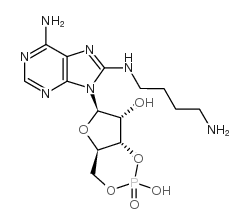 8-(4-aminobutyl) aminoadenosine-3',5'-cyclic monophosphate picture
