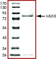 MLK3 (1-488), active, GST tagged human Structure