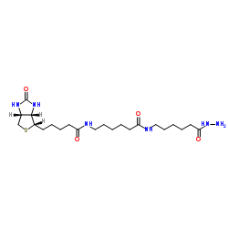 Biotin-XX hydrazide Structure